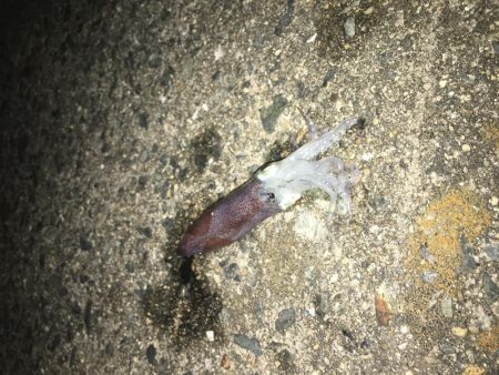 ワームでヒイカ