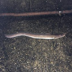 堤防からマイクロテンヤ