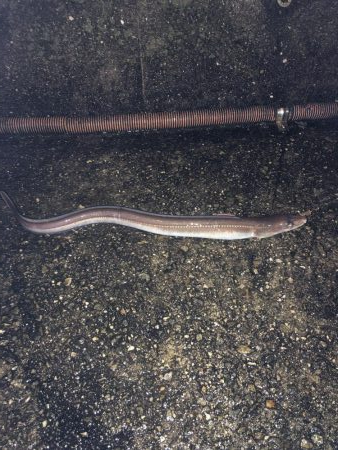 堤防からマイクロテンヤ