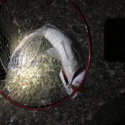 ショアジギ釣行