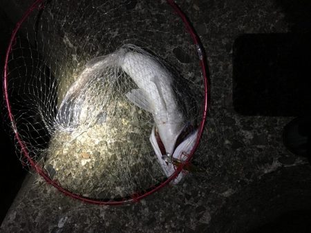 ショアジギ釣行