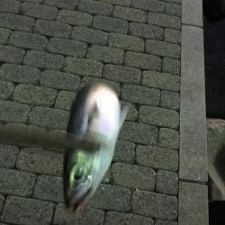 まだまだ釣れるアジング