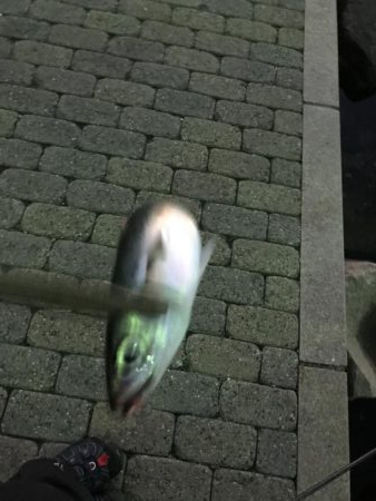 まだまだ釣れるアジング