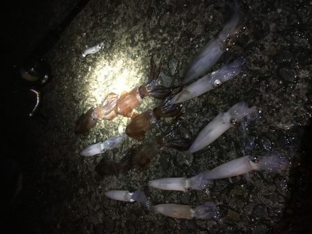 雨の中ヒイカエギング