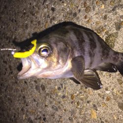 楽しいガシラ釣り