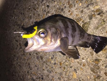 楽しいガシラ釣り