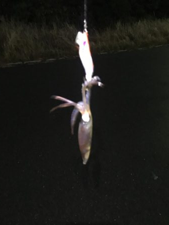 タチウオ調査からの・・・