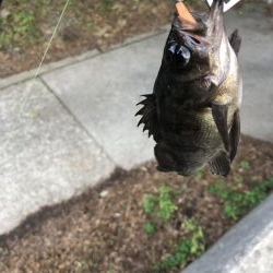 タケノコメバルとメバル