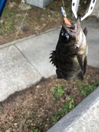 タケノコメバルとメバル