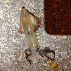 あかんじゃなイカ