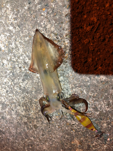 あかんじゃなイカ