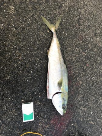 釣り釣り釣り〜