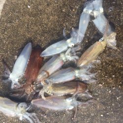 やっぱりデイヒイカ