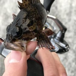 メバリング釣り納め