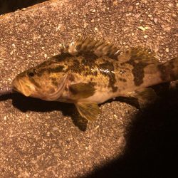 常夜灯周りでの根魚