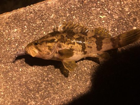 常夜灯周りでの根魚
