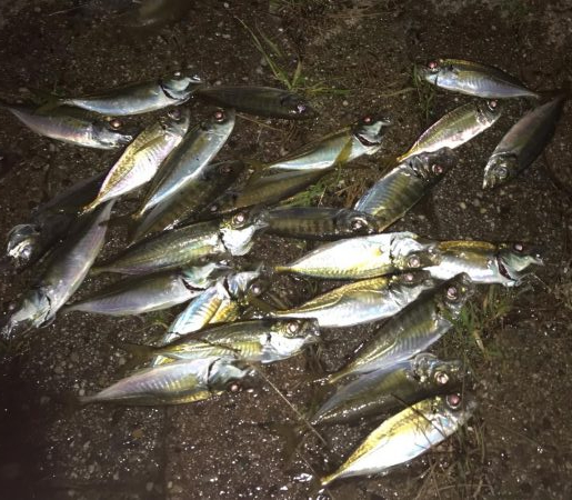 まだまだ芦屋浜アジング行けます！