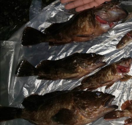 またもや林崎でメバリング