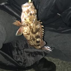 釣り納めは五目釣り