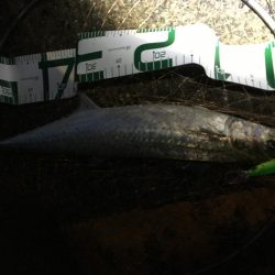 メジロ2バラシ、サゴ◎