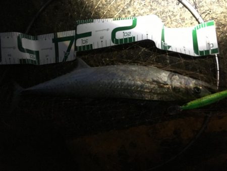 メジロ2バラシ、サゴ◎