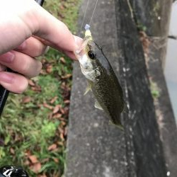 この時期でも小さいのは簡単