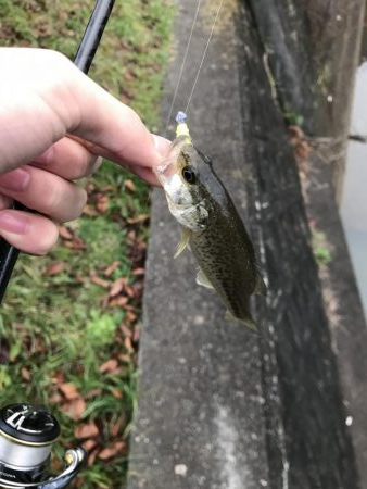 この時期でも小さいのは簡単