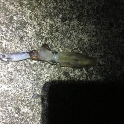 ひいか、たけのこめばる