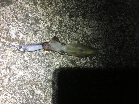 ひいか、たけのこめばる