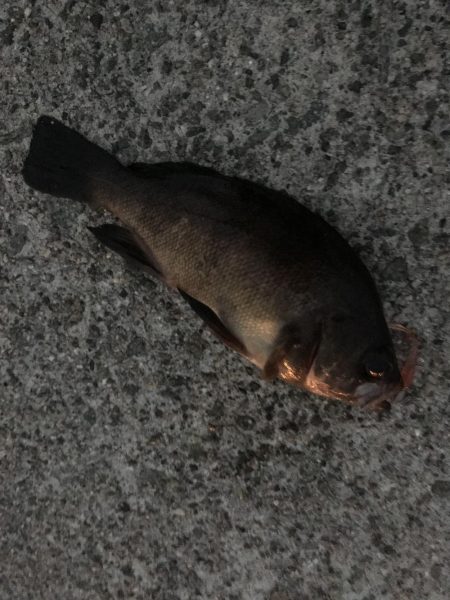 メバリング・サイズ上がらず