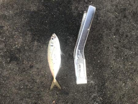 今年最後の釣り