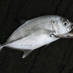 久しぶりにメッキ！