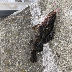 タケノコメバルとアナハゼ