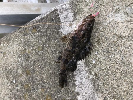 タケノコメバルとアナハゼ