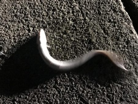 林崎漁港で真アナゴ