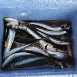 漁港でサビキ釣り