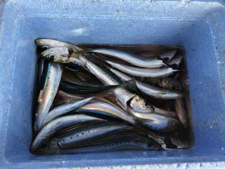 漁港でサビキ釣り