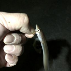 アナゴ→アジ→サバ