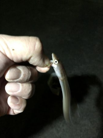 アナゴ→アジ→サバ