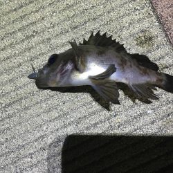 久しぶりのメバリング