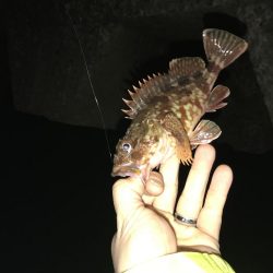 今日も1時間だけ！