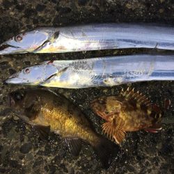 メバル、ガシラ、タチウオ