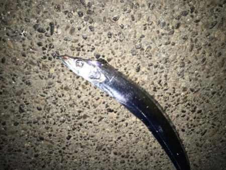 寒いけど、太刀魚釣り