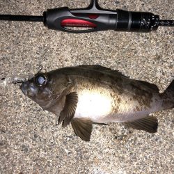 鳥取メバリング