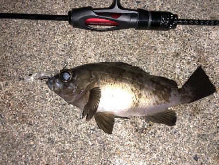 鳥取メバリング