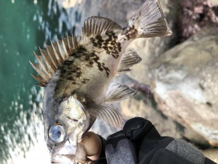 鳥取メバリング