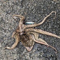タコ釣り