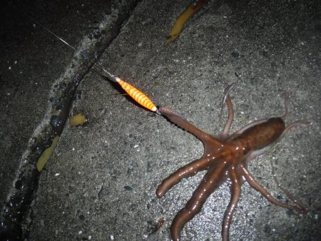 ヒイカ偵察 不発