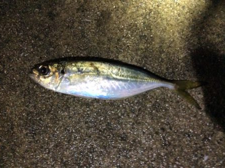 メバリングのつもりが・・・