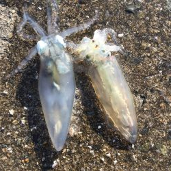 今日もダメダメヒイカ